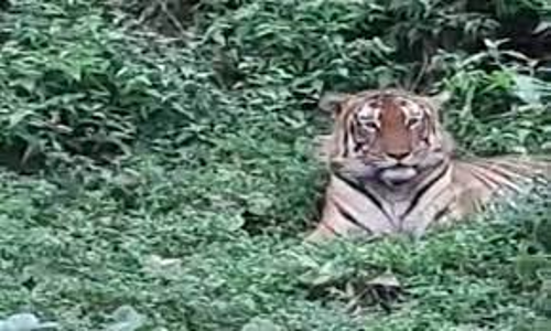 புலியை கண்டு ரசித்த சுற்றுலா பயணிகள்