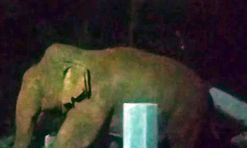 கூடலூர் அருகே குடியிருப்பு பகுதிக்குள் சுற்றி திரிந்த காட்டு யானைகள் கூட்டம்