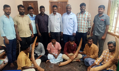 4 யானை தந்தங்கள் பறிமுதல்-6 பேர் கைது
