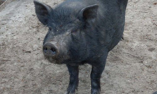 மாமல்லபுரத்தில் பன்றி பிடிக்கும் வாகனம் சிறைபிடிப்பு