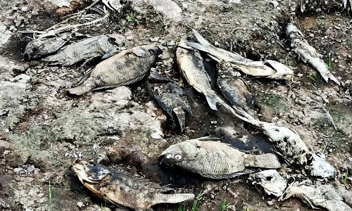 ராஜபாளையம் அருகே கண்மாயில் செத்து மிதக்கும் மீன்கள்- குத்தகை எடுத்தவர்கள் வேதனை