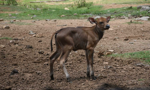 வண்டலூர் உயிரியல் பூங்காவில் 2 காட்டு மாடுகள் குட்டிகளை ஈன்றன