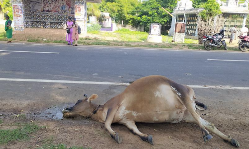 வாகனம் மோதி 2 மாடுகள்- 1 கன்று பலி