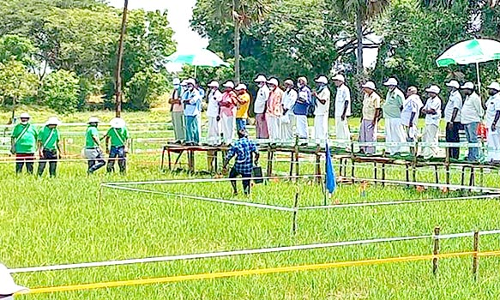 விவசாயிகளுக்கு களை மேலாண்மை பயிற்சி