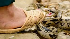 பாம்பு கடித்து முதியவர் சாவு பாம்பு கடித்து முதியவர் சாவு