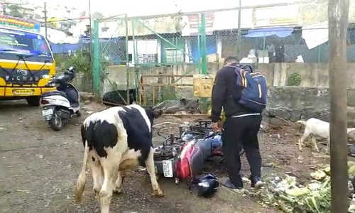 குன்னூர் மார்கெட்டில் சுற்றி திரியும் கால்நடைகள்