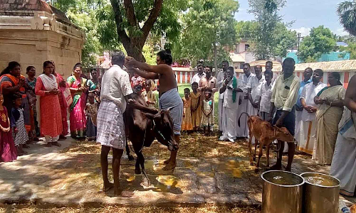 தென் திருப்பேரை சிவன் கோவிலில் கோமாதா பூஜை