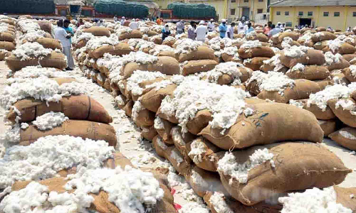 மூலனூர் ஒழுங்குமுறை விற்பனைக்கூடத்தில் ரூ.1¼ கோடிக்கு பருத்தி விற்பனை