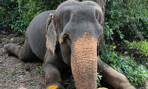 திருச்சி காப்பகத்தில் சிகிச்சை பலனின்றி இறந்த யானை