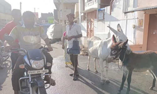 50 மில்லி கழுதை பால் ரூ.250-க்கு விற்பனை