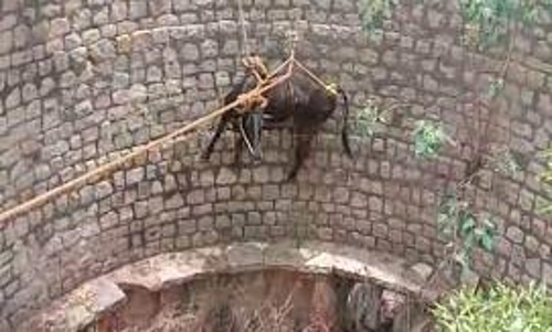 கிணற்றில்  விழுந்த பசுமாடு உயிருடன் மீட்பு