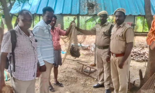 சின்னசேலம் அருகே விவசாய நிலத்தில் பிடிபட்ட மரநாய்