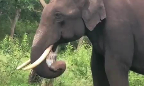 ஊட்டியில் பிளாஸ்டிக் பையை சாப்பிட்ட காட்டு யானை