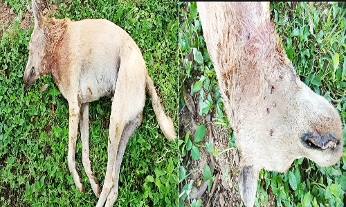 நாயை கடித்துக் கொன்ற சிறுத்தைகள்