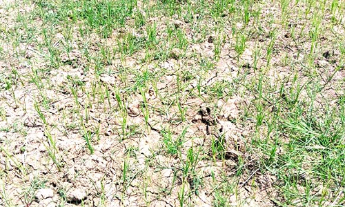 தண்ணீர் இல்லாததால் சம்பா நெற்பயிர்கள் கருகும் அவலம்