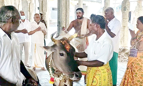 சீர்காழி சட்டைநாதர் கோவிலில் கோபூஜை