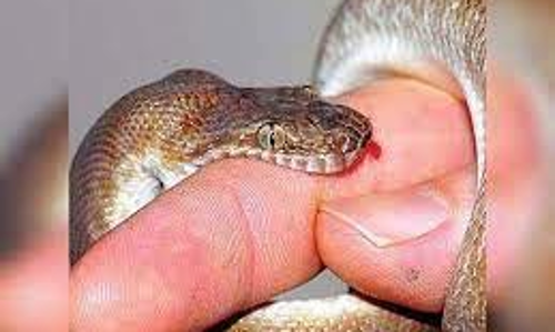 மூதாட்டி சிகிச்சை பலனின்றி உயிரிழப்பு