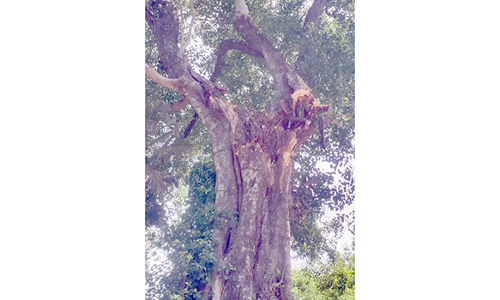 ஆபத்தான நிலையில் உள்ள அரசமரத்தை அகற்ற வேண்டும்