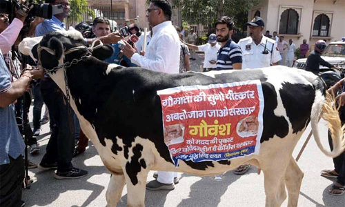 ராஜஸ்தான் சட்டசபைக்கு பசு மாட்டை ஓட்டி வந்த பாஜக எம்.எல்.ஏ.