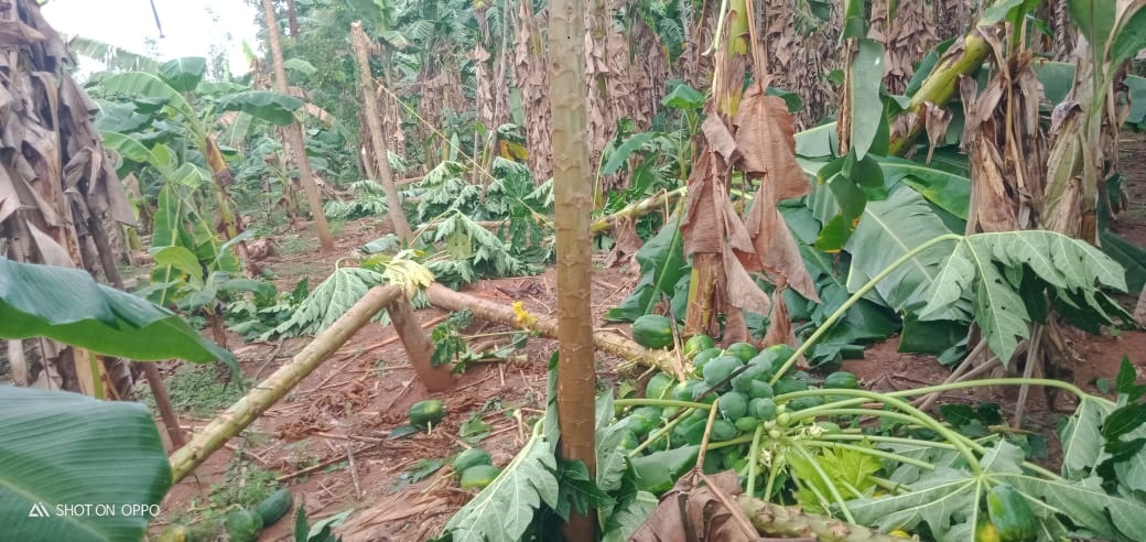 வாழைக்கு இழப்பீடு வழங்க விவசாயிகள் கோரிக்கை வாழைக்கு இழப்பீடு வழங்க விவசாயிகள் கோரிக்கை