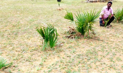 மதர் சமூக சேவை நிறுவனம் சார்பில் ஒரு கோடி பனைமர விதை நடும் பணியில் விதைக்கப்பட்ட விதைகளின் கள ஆய்வு பணி