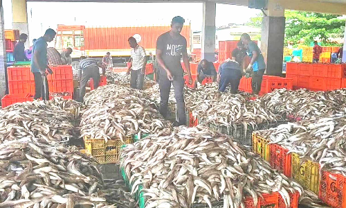 குளச்சல் மீன்பிடி துறைமுகத்தில் குவிந்த கொழிசாளை மீன்கள்