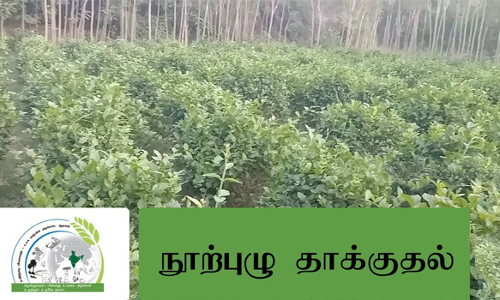 நூற்புழுக்களின் தாக்குதலில் இருந்து  பயிர்களை காப்பது எப்படி?  அதிகாரி அறிக்கை