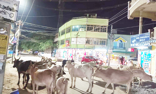 சத்துவாச்சாரி டபுள் ரோட்டில் குவியும் மாடுகளால் தொல்லை