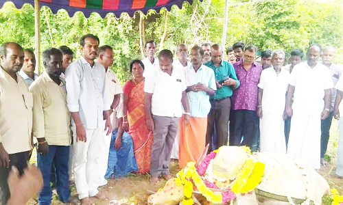 கோவிலுக்கு சொந்தமான காளை மாடு சாவு