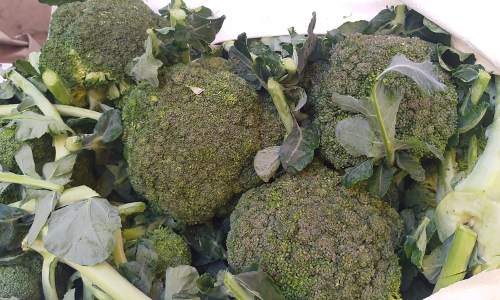 ஊட்டி மார்க்கெட்டில் புருக்கோலி விலை திடீர் உயர்வு