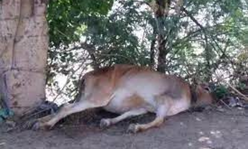 விஷ வண்டுகள் கடித்து பசுமாடு உயிரிழப்பு