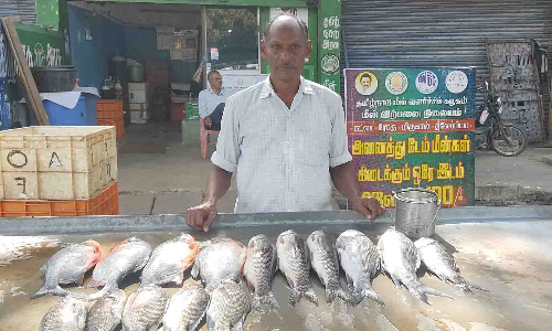 புரட்டாசி மாதத்தால் மீன் விற்பனை சரிவு