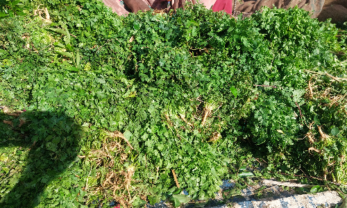 ஓசூர் பகுதியில் கொத்தமல்லி விலை உயர்வு:  காய்கறிகளுடன் ஓசியில் கொடுப்பதை நிறுத்திய வியாபாரிகள்