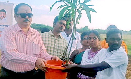 விவசாயிகளுக்கு மாங்கன்று வழங்கல்