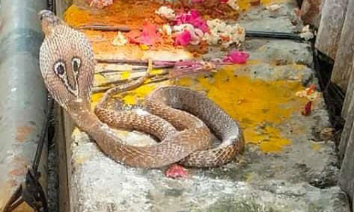 பட்டத்தரசியம்மன் கோவில் முன்பு படம் எடுத்து ஆடிய நாகப்பாம்பு