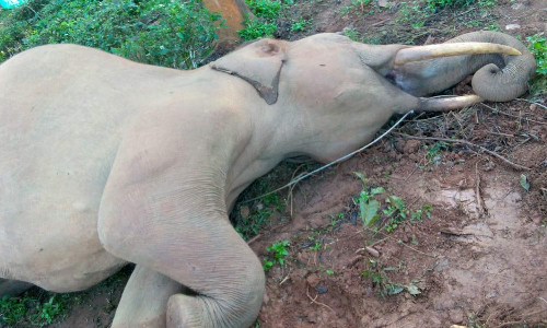 கூடலூர் அருகே மின்சாரம் தாக்கி யானை பலி