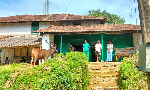 மாஞ்சோலை தேயிலை தோட்ட பகுதியில் சுற்றி திரியும் மிளா