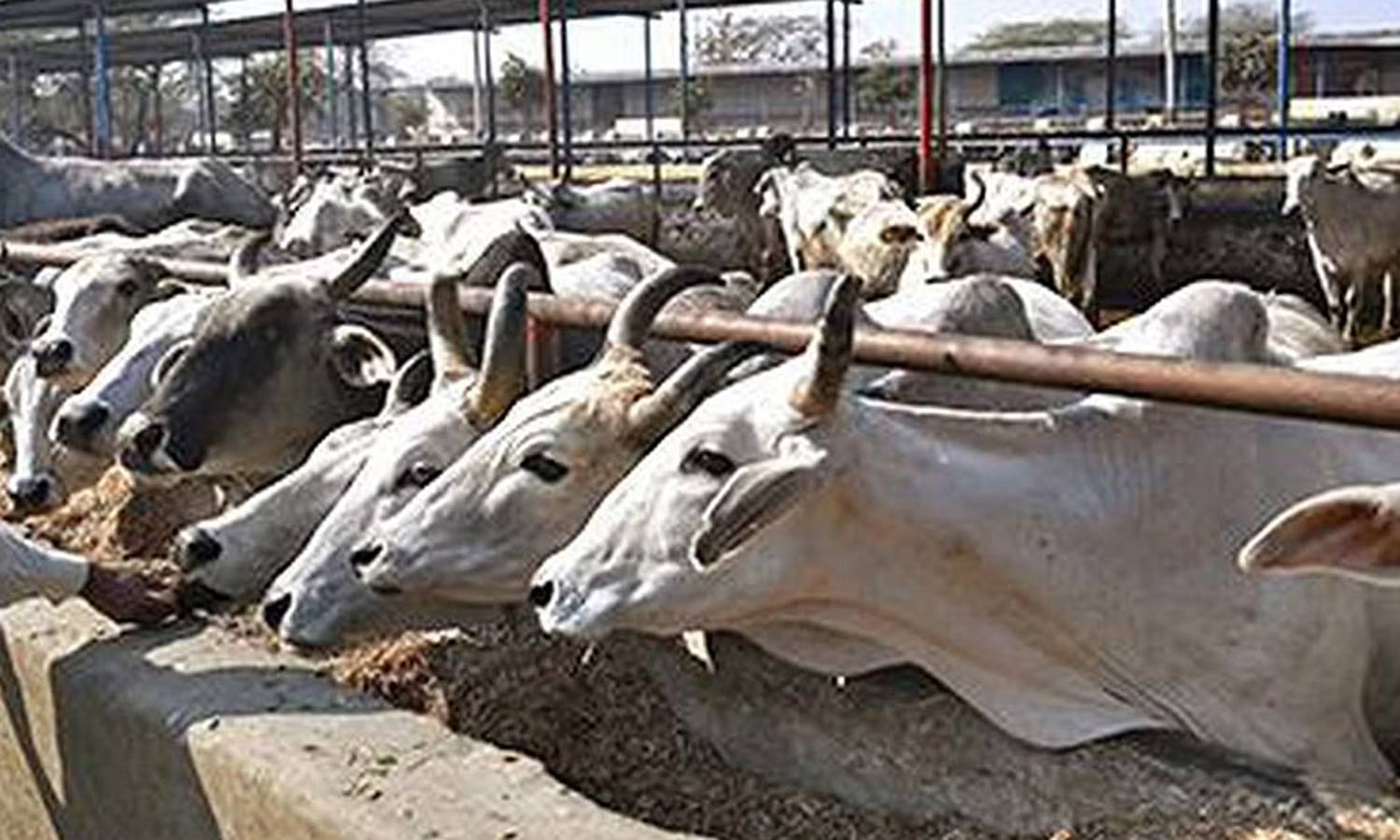 தோல் கழலை நோய் தாக்குதல்- அண்டை மாநிலங்களில் இருந்து மாடு கொண்டு வர தடை