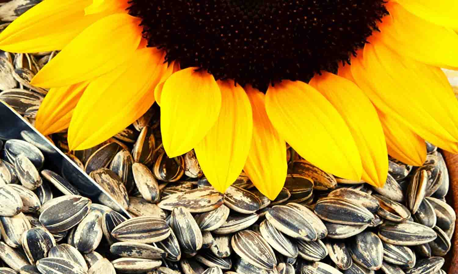 வெள்ளகோவிலில் ரூ.61 லட்சத்திற்கு சூரியகாந்தி விதை ஏலம் வெள்ளகோவிலில் ரூ.61 லட்சத்திற்கு சூரியகாந்தி விதை ஏலம்