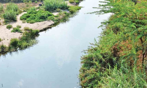 குற்றச்சம்பவங்களை தடுக்க நொய்யல் ஆற்றங்கரையோரம்   புதா்களை அகற்ற முடிவு