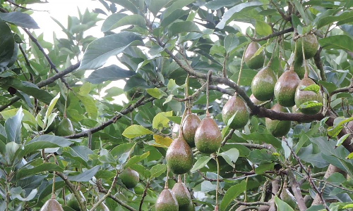 கொடைக்கானலில் விளைச்சல் அதிகரித்தும் விலை வீழ்ச்சி அடைந்த அவகோடா