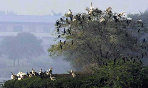 நஞ்சராயன்குளத்துக்கு  அரிய வகை வெளிநாட்டு பறவை வருகை