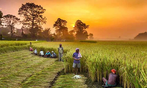 விவசாய பணிக்கு 100 நாள் திட்ட பணியாளர்களை  பயன்படுத்தி கொள்ளலாம் -  விவசாயிகளுக்கு தோட்டக்கலைத்துறை அழைப்பு