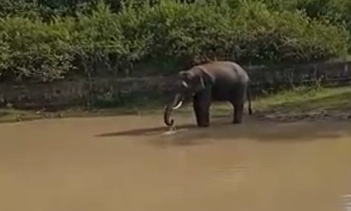 குளத்தில் தண்ணீர் குடிக்கும் ஒற்றை யானை