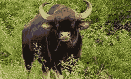 ஊட்டியில் தண்டவாளத்தில் தவறி விழுந்த காட்டெருமை பலி