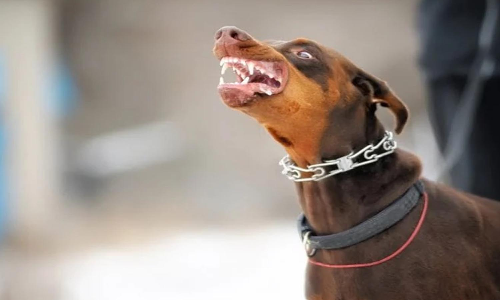 அதிகரிக்கும் நாய்கள் தொல்லையால் பொதுமக்கள் அச்சம்