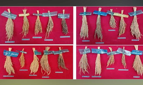 தமிழகத்தில் 20 பாரம்பரிய நெல் ரகங்கள் மீட்டெடுக்கப்பட்டுள்ளன- மத்திய அரசு