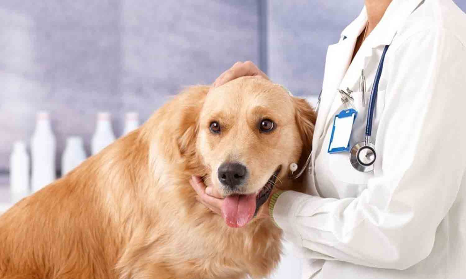 அக்டோபர் 3-ந்தேதி கடைசிநாள்: கால்நடை மருத்துவ படிப்புக்கு விண்ணப்பிக்க கால அவகாசம் அக்டோபர் 3-ந்தேதி கடைசிநாள்: கால்நடை மருத்துவ படிப்புக்கு விண்ணப்பிக்க கால அவகாசம்