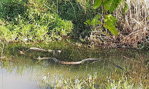 களக்காடு அருகே கால்வாயில் வலம் வரும் ராஜநாகம்