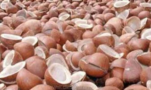 ரூ.11 லட்சத்து 99 ஆயிரத்துக்கு தேங்காய் பருப்பு ஏலம்